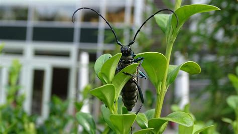 insect ang|Insect Ang昆虫 .